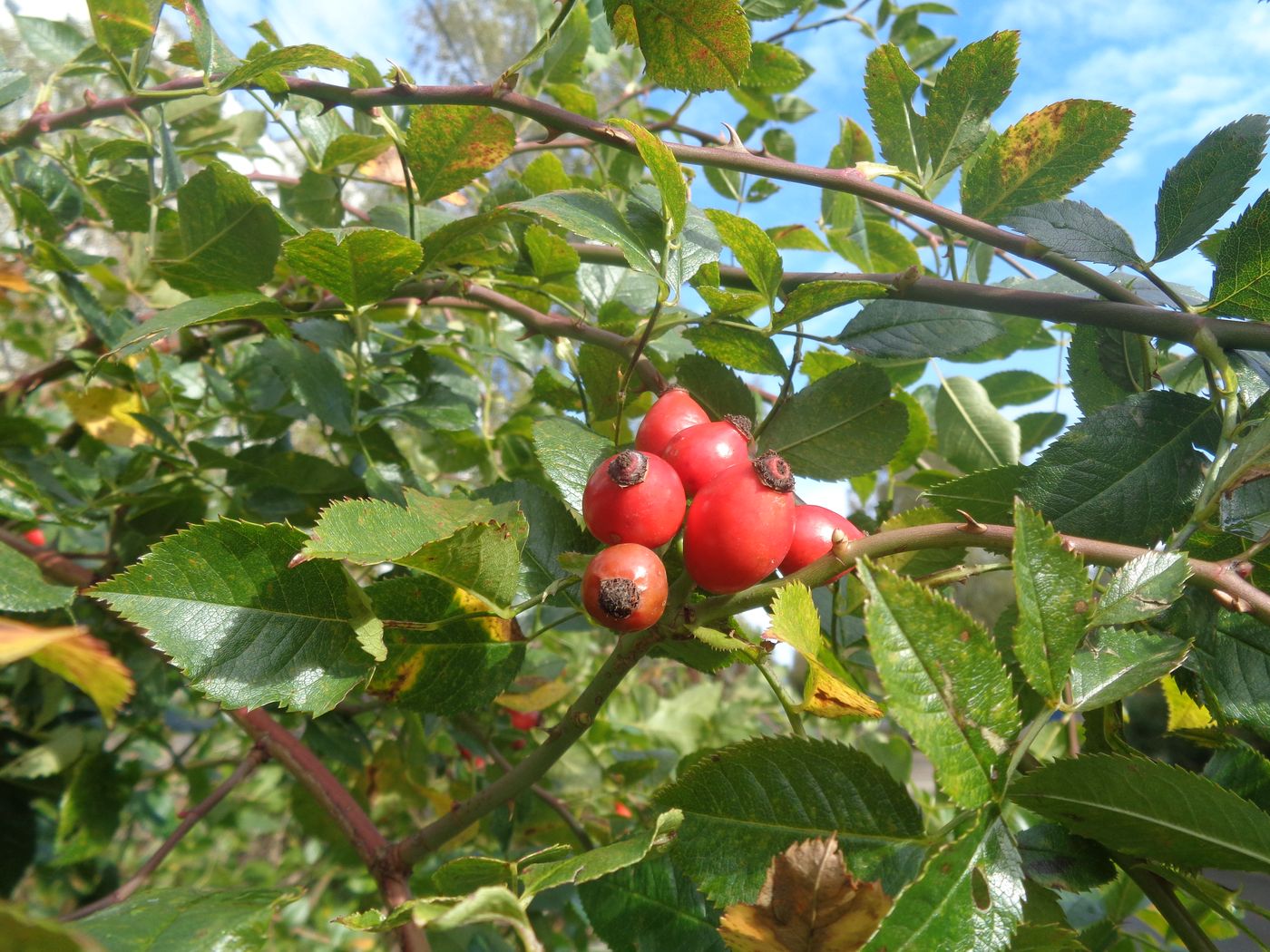 Image of genus Rosa specimen.