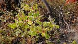 Lonicera chrysantha