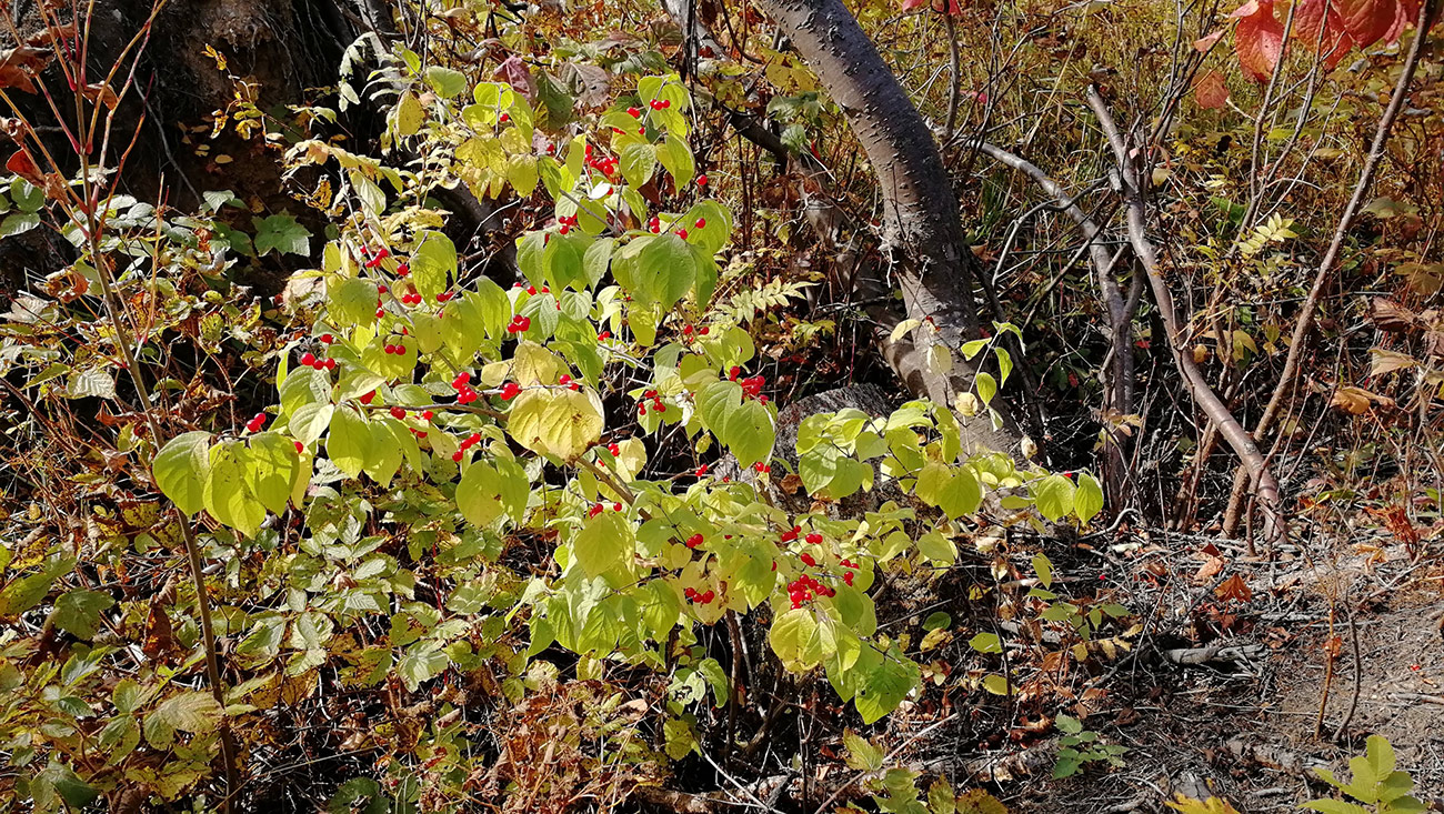 Изображение особи Lonicera chrysantha.