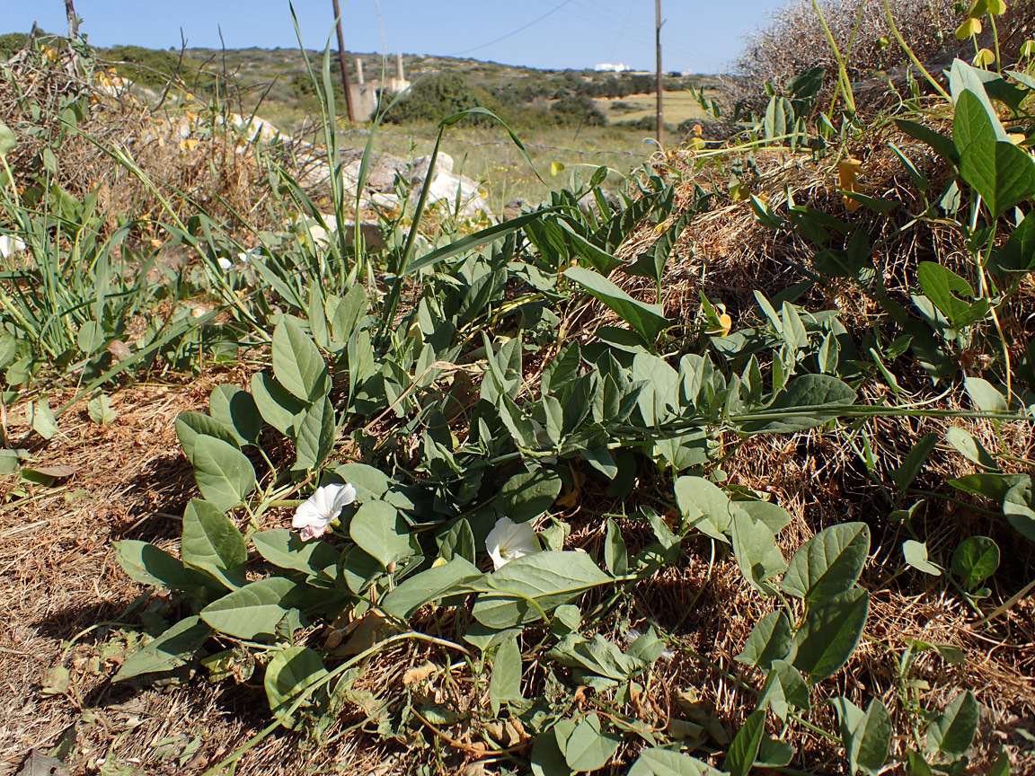 Изображение особи Convolvulus arvensis.