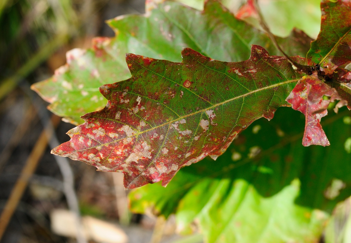 Image of Quercus mongolica specimen.