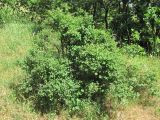 Lonicera iberica