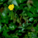 род Ranunculus