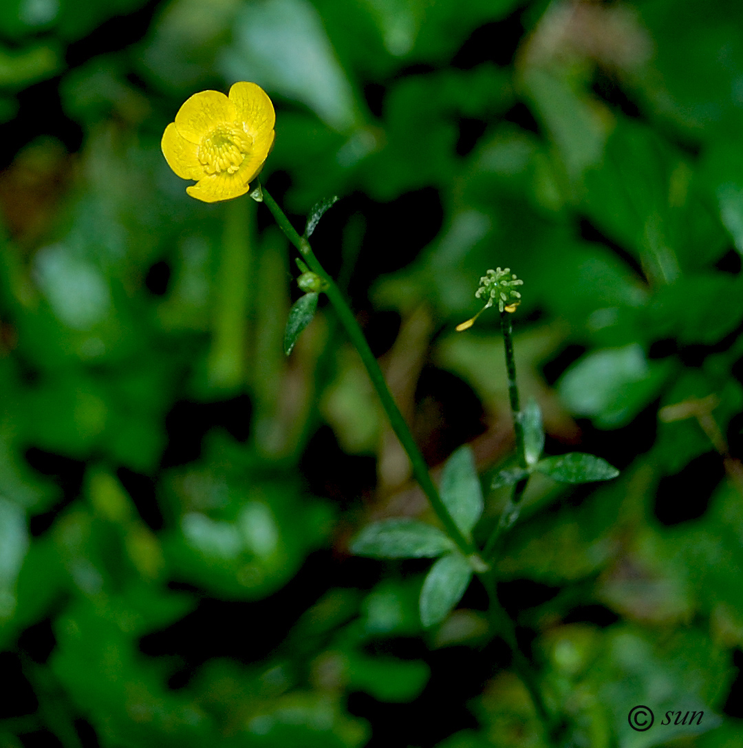 Изображение особи род Ranunculus.