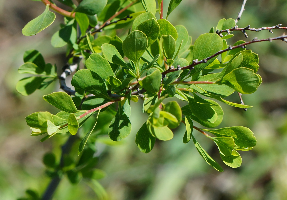 Image of Spiraea hypericifolia specimen.