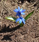 Scilla armena