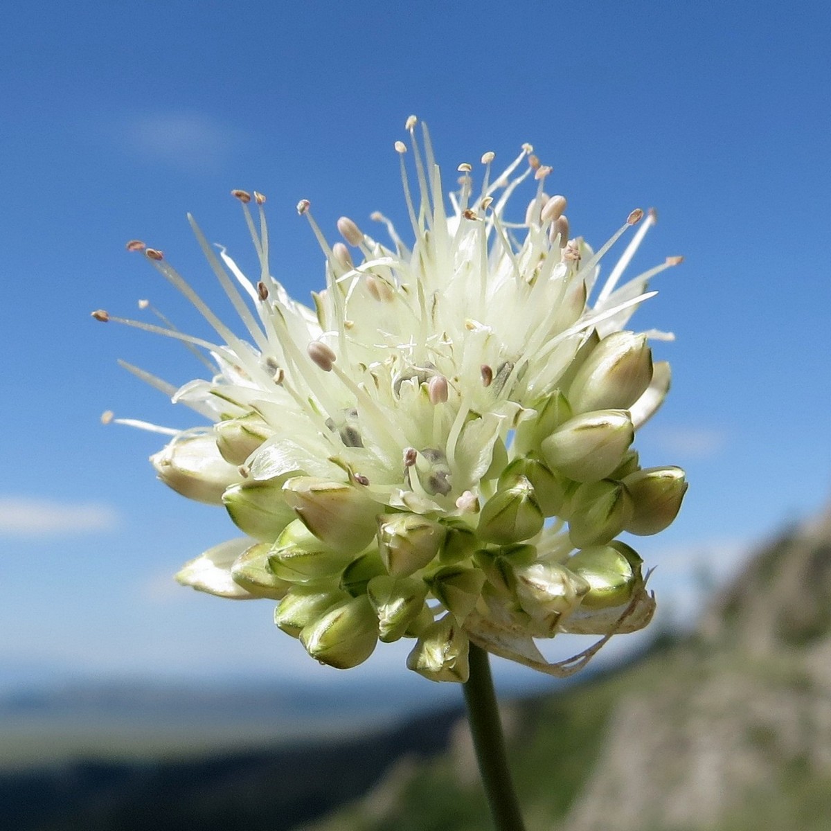 Image of Allium schischkinii specimen.