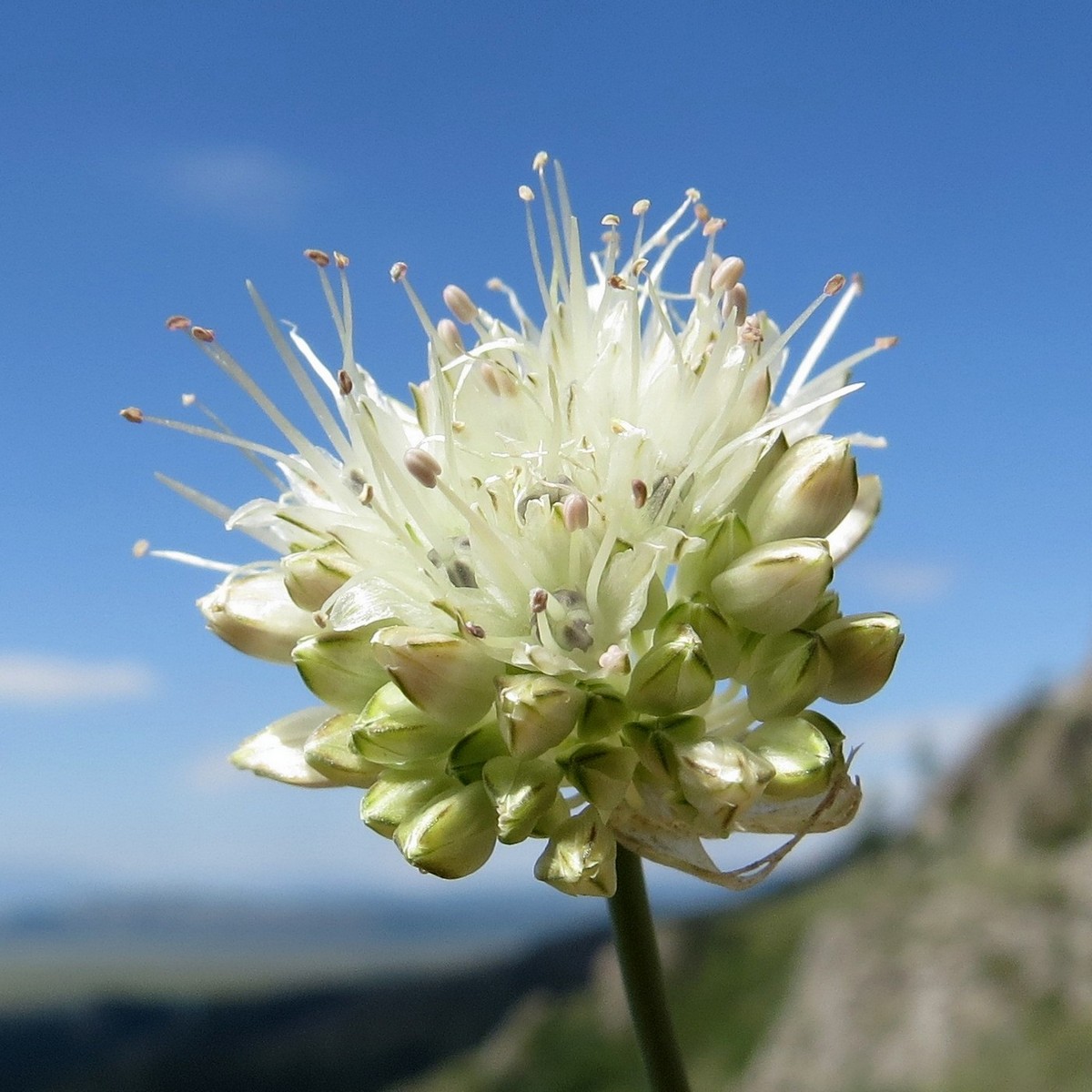 Изображение особи Allium schischkinii.