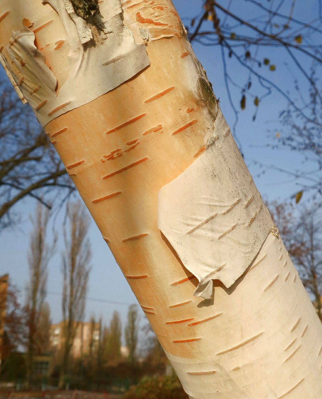 Изображение особи Betula papyrifera.