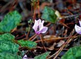 Cyclamen persicum