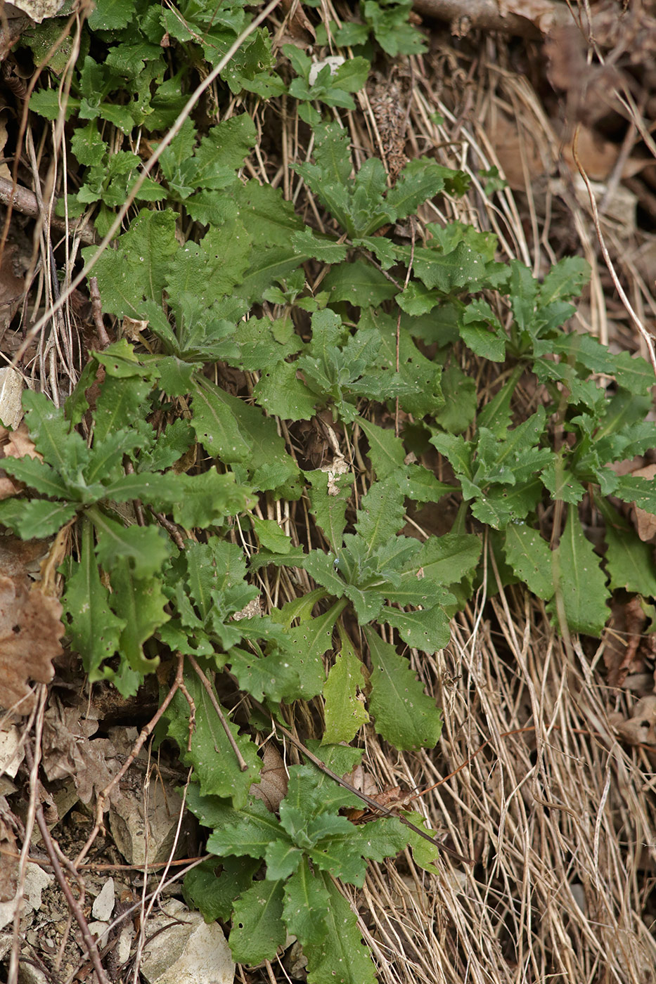 Image of Arabis caucasica specimen.