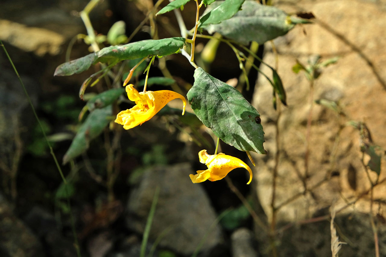 Image of Impatiens noli-tangere specimen.