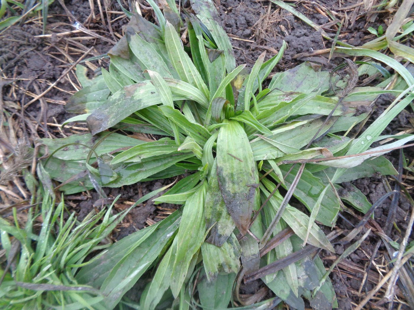 Image of Plantago lanceolata specimen.
