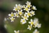 Saxifraga cotyledon