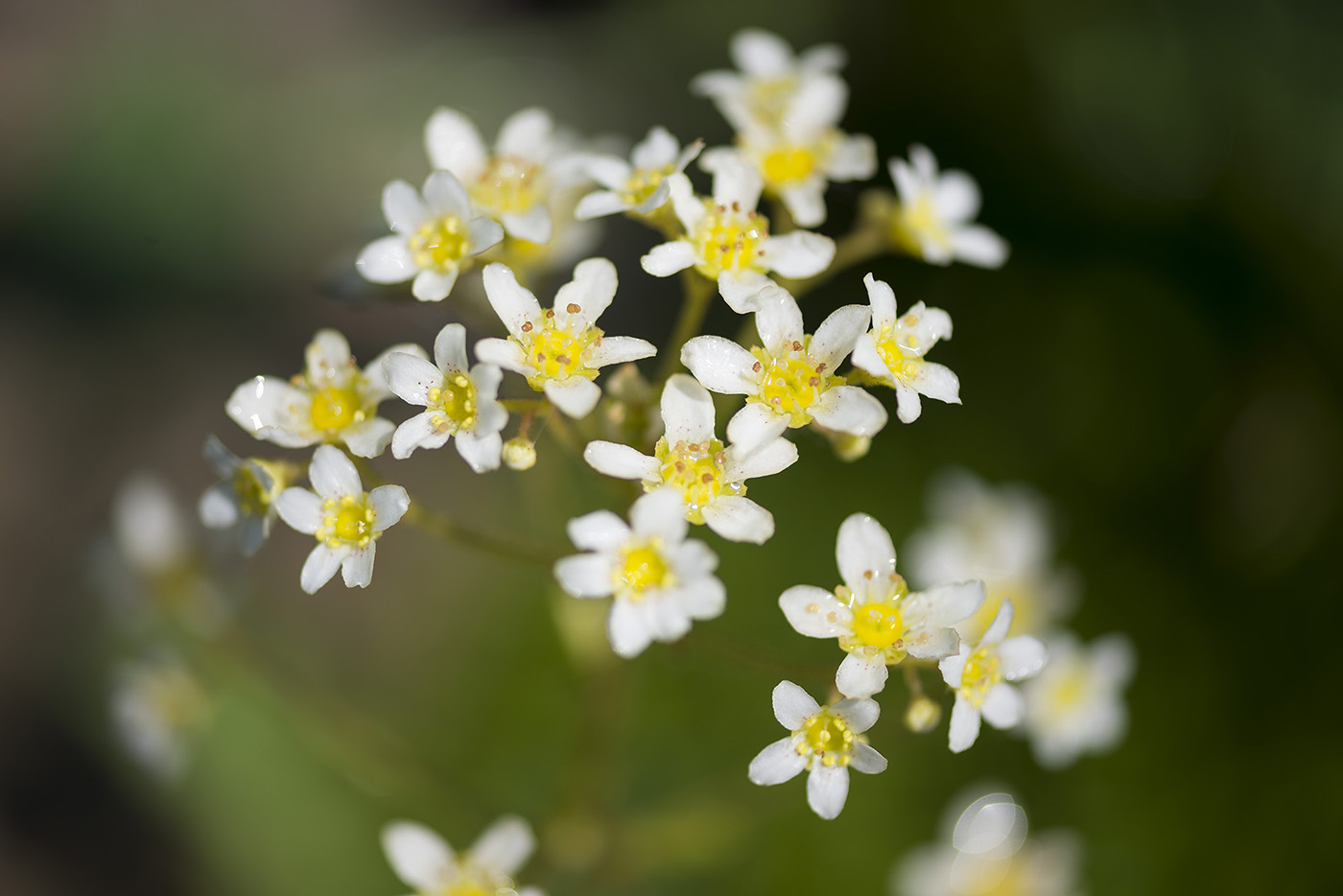 Изображение особи Saxifraga cotyledon.