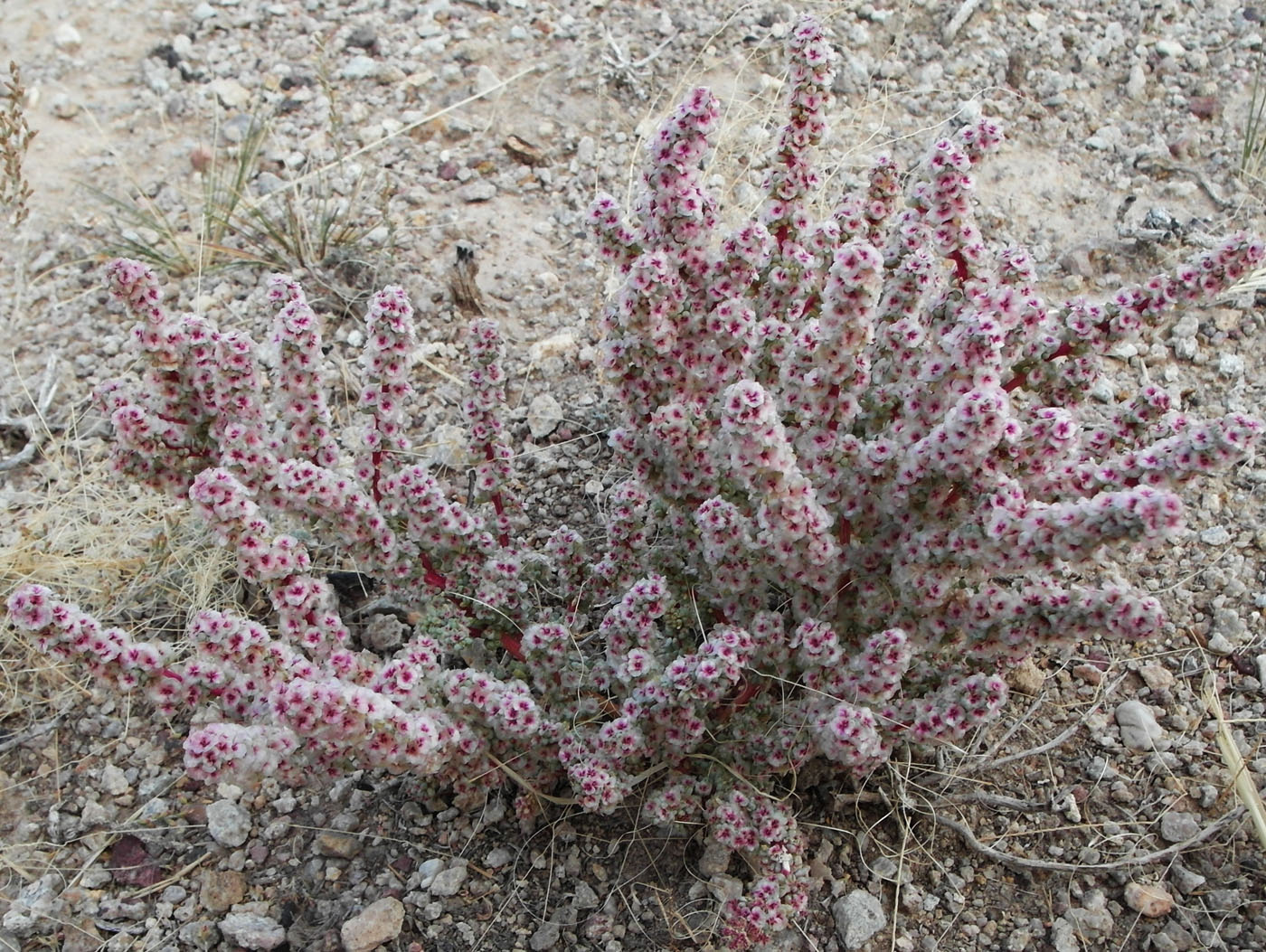 Изображение особи Halogeton glomeratus.