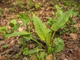 Symphytum asperum. Вегетирующее растение в сообществе Urtica dioica. Пермский край, г. Пермь, Свердловский р-н, территория кладбища \"Южное\", тополёвая роща. 24.05.2018.