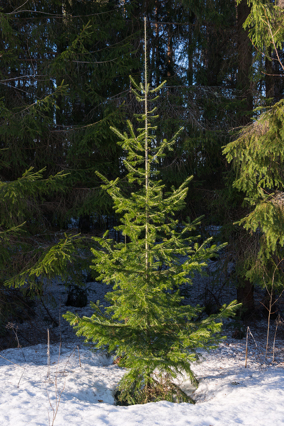 Image of Abies sibirica specimen.