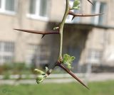 Gleditsia triacanthos