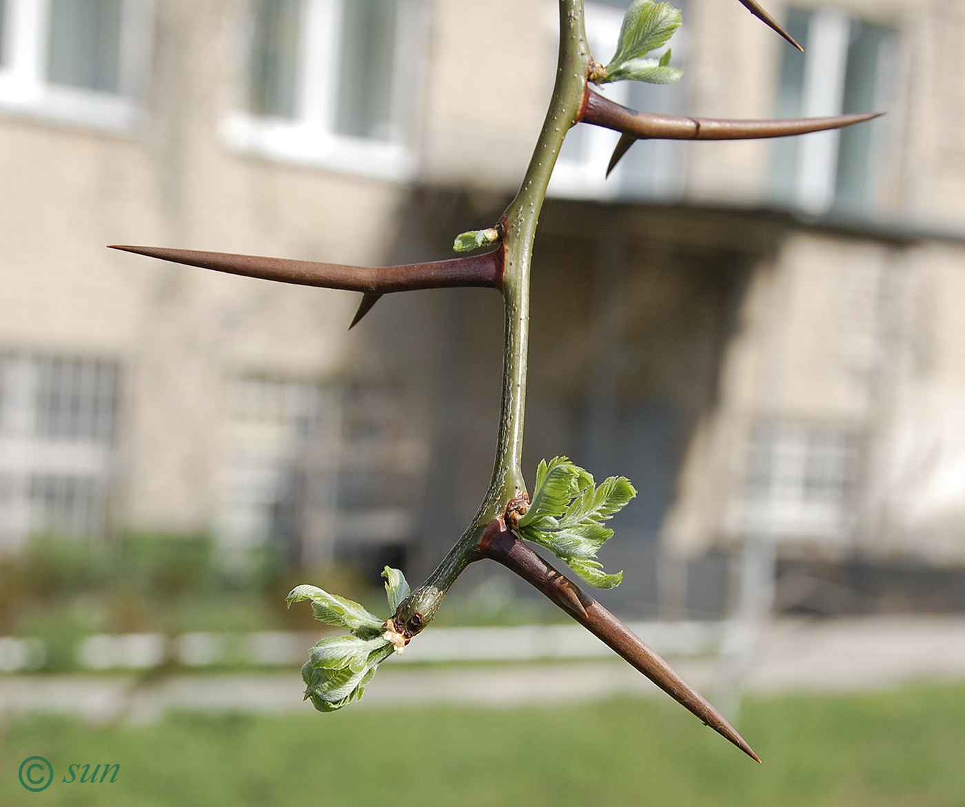 Image of Gleditsia triacanthos specimen.