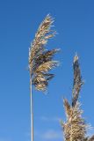 Phragmites australis