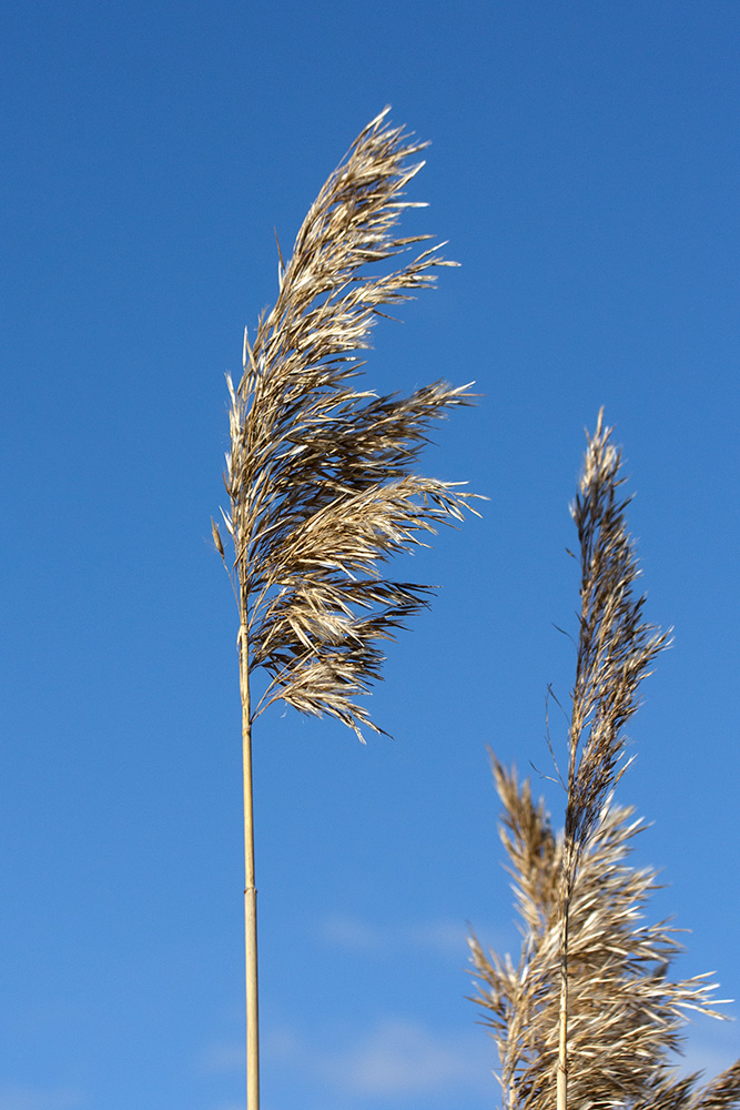 Изображение особи Phragmites australis.