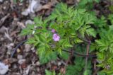 Geranium robertianum. Верхушка цветущего растения. Турция, ил Артвин, окр. крепости Петерек, заросший лиственными деревьями склон горы. 23.04.2019.