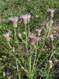 Erigeron podolicus. Верхняя часть растения. Крым, Севастополь, окр. ст. Инкерман-2. 7 июля 2010 г.