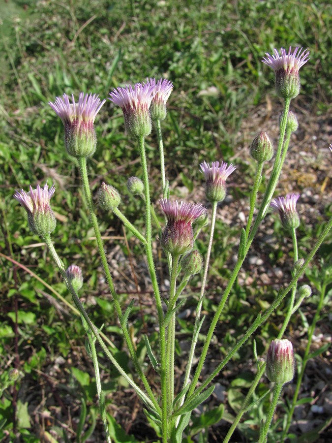 Изображение особи Erigeron podolicus.