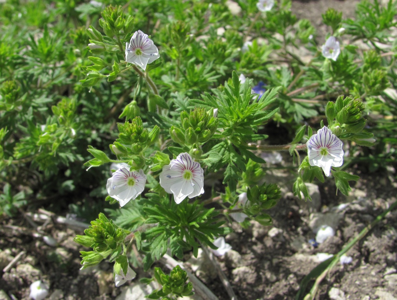 Image of Veronica caucasica specimen.