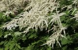 Aruncus sylvestris