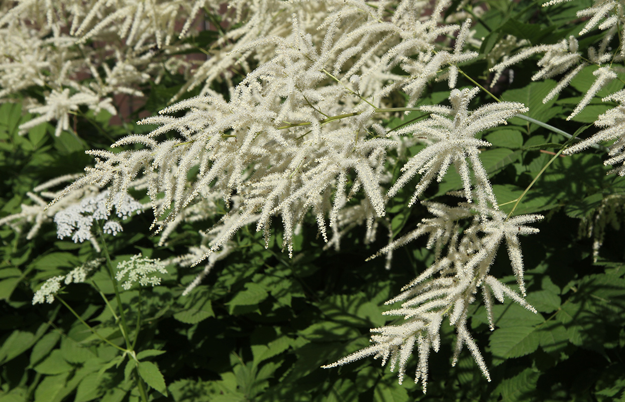 Изображение особи Aruncus sylvestris.