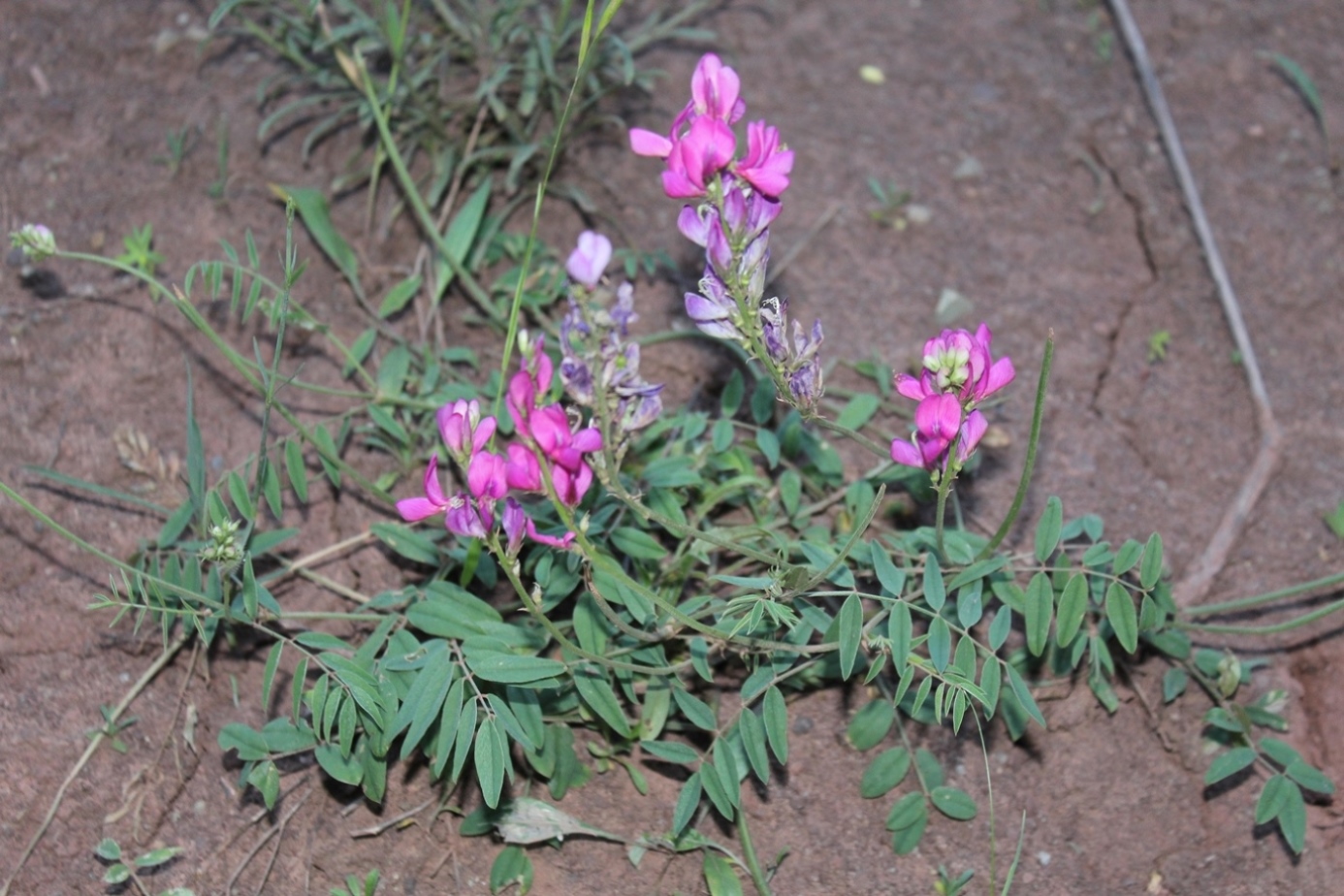 Image of Hedysarum baldshuanicum specimen.