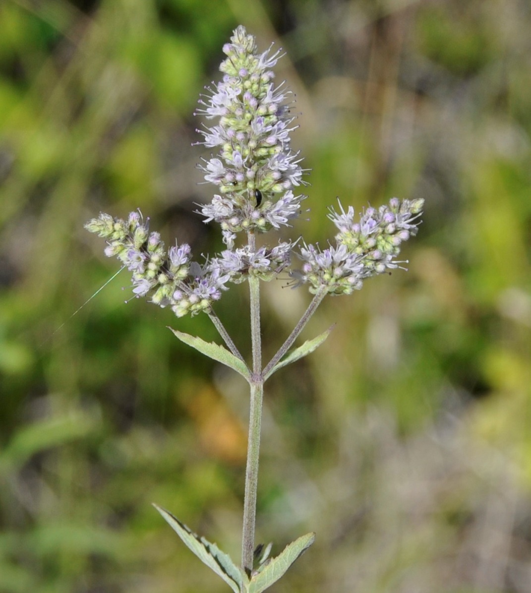 Image of Mentha longifolia ssp. typhoides specimen.