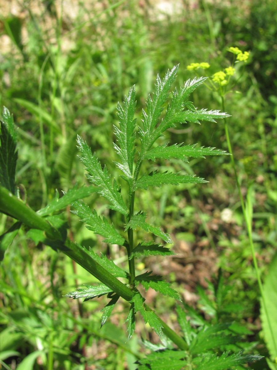 Изображение особи Pyrethrum coccineum.