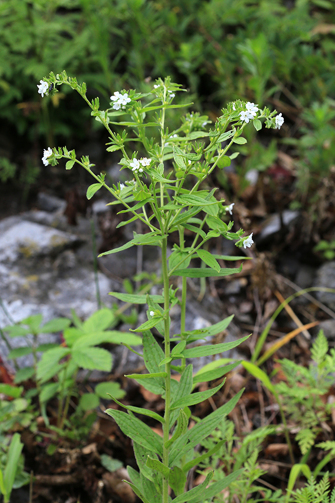 Image of Lithospermum erythrorhizon specimen.