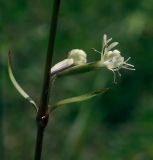 Silene tatarica