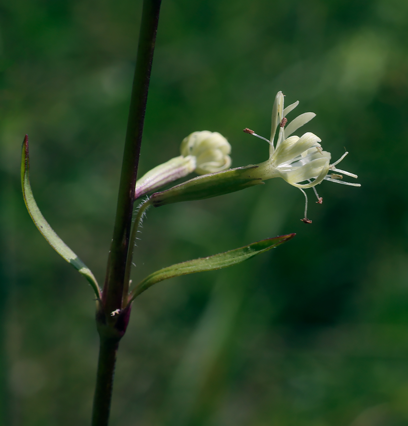 Изображение особи Silene tatarica.