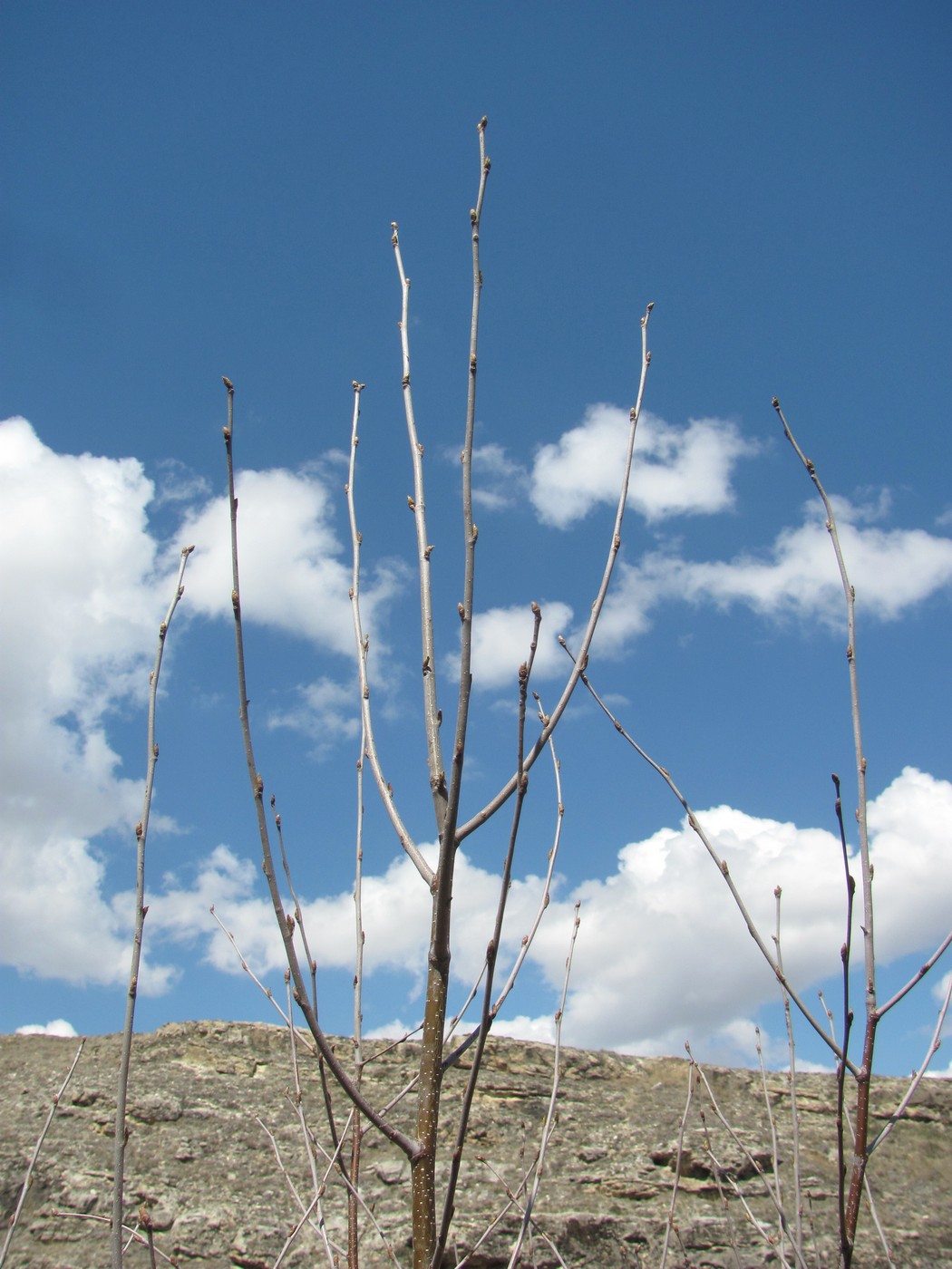 Image of genus Betula specimen.