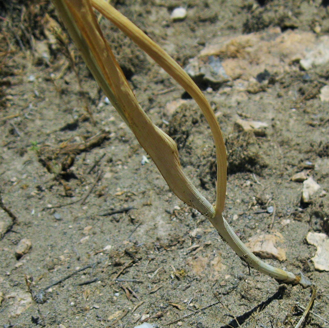 Image of Allium fuscoviolaceum specimen.