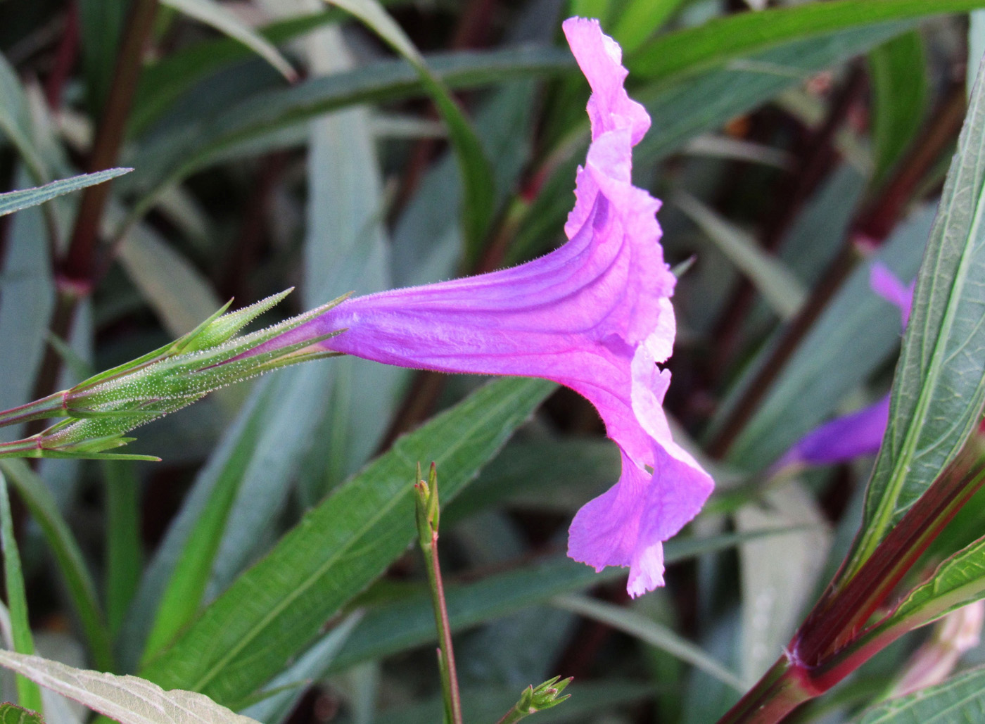 Изображение особи Ruellia simplex.