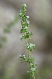 Galium humifusum. Верхушка побега с соцветиями. Краснодарский край, Ейский п-ов, коса Долгая. 14.07.2019.