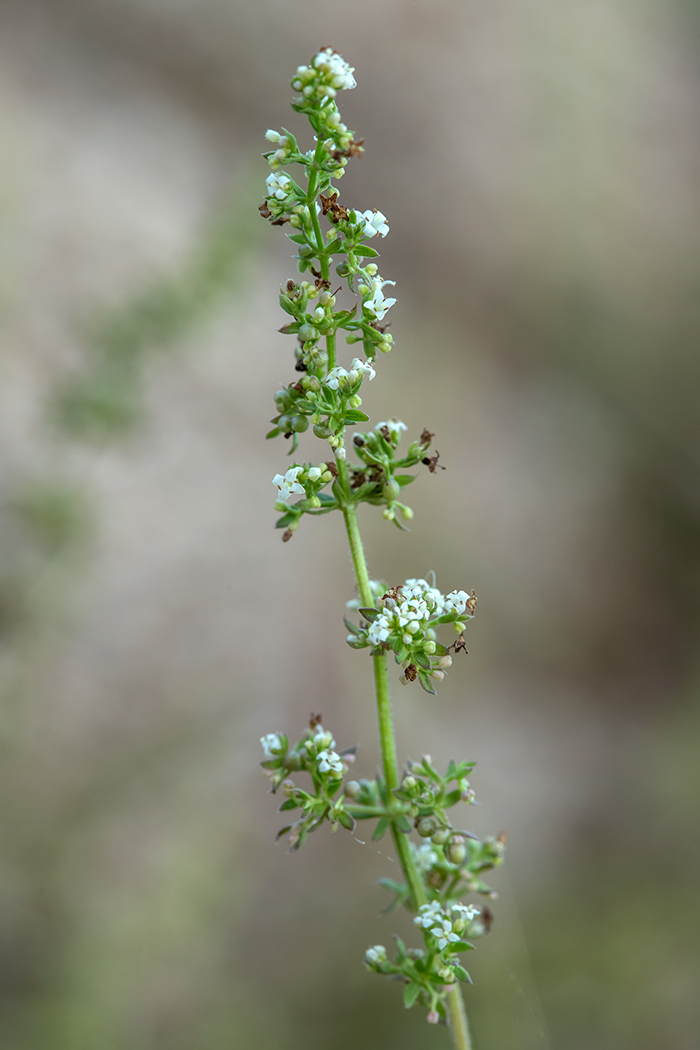 Изображение особи Galium humifusum.