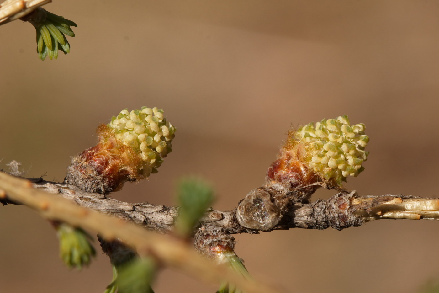 Изображение особи Larix sibirica.