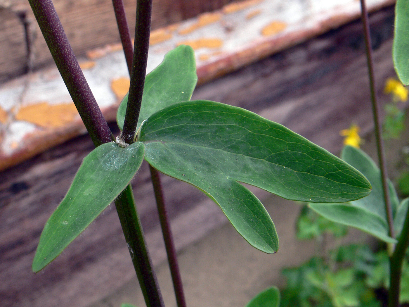 Image of Aquilegia vulgaris specimen.