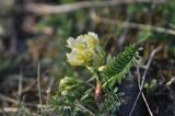 Astragalus resupinatus. Цветки и лист. Грузия, край Самцхе-Джавахети, Ахалцихский муниципалитет, окр. заброшенного селения Агара, травянистый склон. 27.04.2019.
