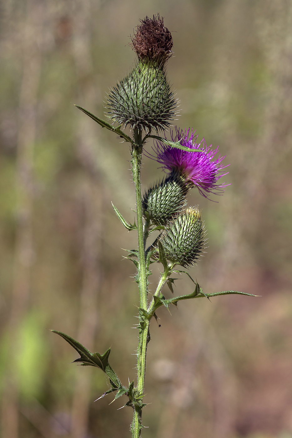 Image of Cirsium vulgare specimen.