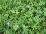 Geranium collinum