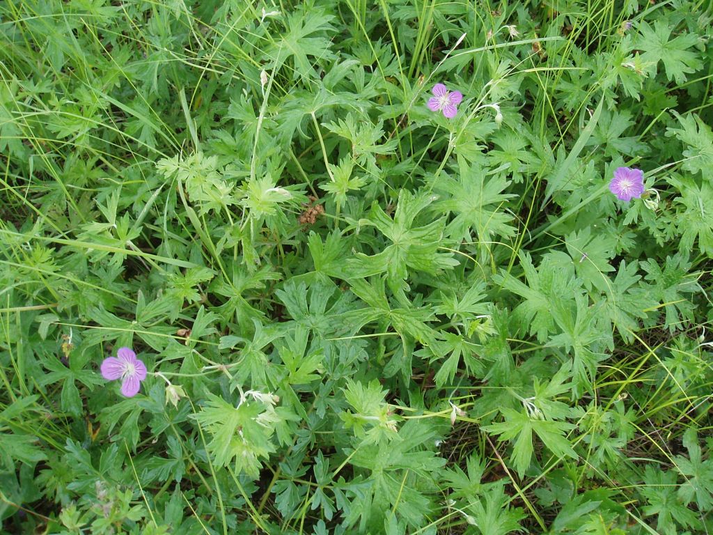 Изображение особи Geranium collinum.