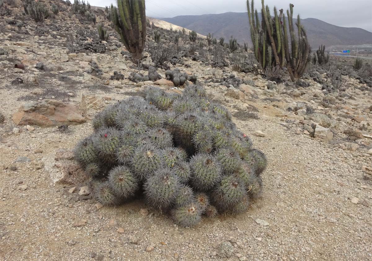 Изображение особи Copiapoa echinoides.